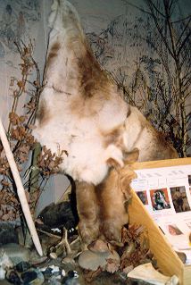 Steinzeitausstellung 2000